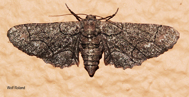 Omphalucha albosignata